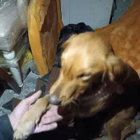 سگ خونگی|سگ|رشت, حومه رشت|دیوار