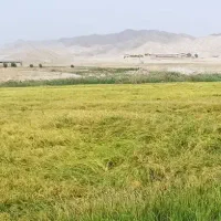 برنج چمپامیداوود