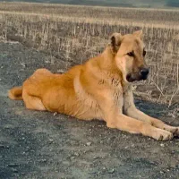 توله پژدر|سگ|جوکار, |دیوار