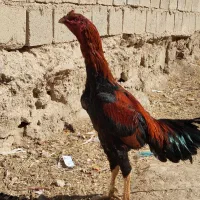 یک خروس ۱۵ماهه ودوتاجوجه ۷ماهه