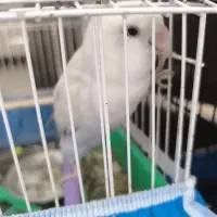 طوطی کوتوله