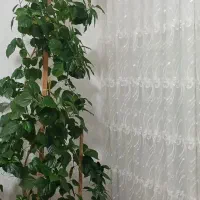 گل ختمی تقریبا ۲ متر