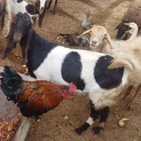 بزپاکستانی آبستن