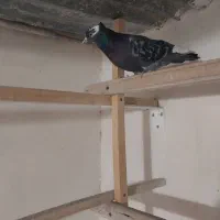 کبوتر|پرنده|قم, شهر قائم|دیوار