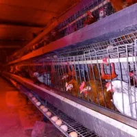 جوجه،نیمچه ،گلپایگانی،سانپارس ،|حیوانات مزرعه|تهران, جوادیه|دیوار