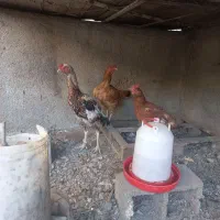خروس لاری|حیوانات مزرعه|مشهد, منزل آباد|دیوار