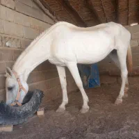 3500000|اسب و تجهیزات اسبسواری|کلاله, |دیوار