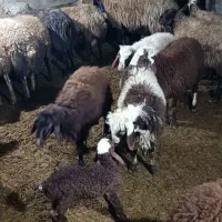 بره نر داشتی در دهگلان|حیوانات مزرعه|بلبان آباد, |دیوار