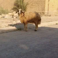 گاو گوساله گوسفند بز بره گاومیش قوچ|حیوانات مزرعه|اهواز, گلستان|دیوار