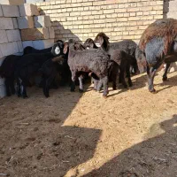 فروش گوسفند|حیوانات مزرعه|میاندوآب, |دیوار