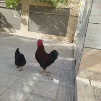 خروس