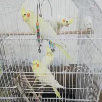 عروس هلندی لوتینو چشم شرابی