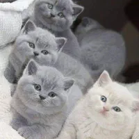 بچه گربه های بانمک و اشرافی(پرشین بریتیش اسکاتیش)