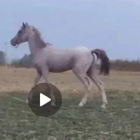 اسب|اسب و تجهیزات اسبسواری|میاندوآب, |دیوار