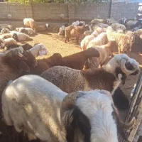 بره چاق برای قصاب بع فروش میرسد|حیوانات مزرعه|کوه چنار, |دیوار