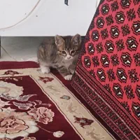 بچه گربه|گربه|سبزوار, قصبه شرقی|دیوار