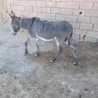 الاغ