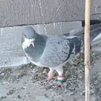 کفتر|پرنده|شال, |دیوار