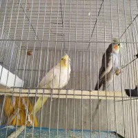 تخم صد درصد نطفه دار طوطی عروس