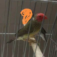 فنج ستاره ای