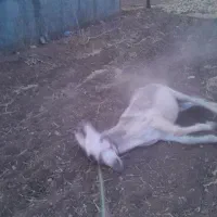 الاغ شازند و کاه یونجه|حیوانات مزرعه|شازند, |دیوار