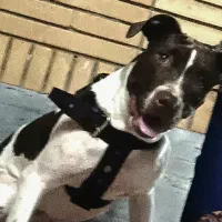 واگذاری پیت بول   سفید قهودای  زیبا