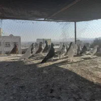 فروش کفتر خوب به شرت میدم