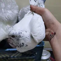 کبوتر گمشده