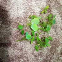 کاهو روآبی|ماهی|دزفول, |دیوار