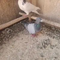 کبوتر خارجی|پرنده|ری, شهید بهشتی|دیوار
