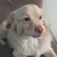 این بچه رو ازدست یه دزد گرفتم پت شمانیست