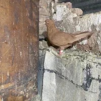 سرخ دم سفید و زرد کاکل|پرنده|شیراز, سیاه سنگ|دیوار