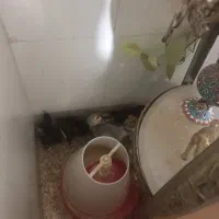 جوجه گلین ۲۰ روزه