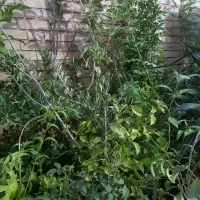 فروش درخت و انواع گل|خدمات باغبانی و درختکاری|اهواز, نادری|دیوار