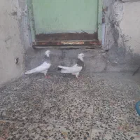 طوقی|پرنده|شوشتر, |دیوار