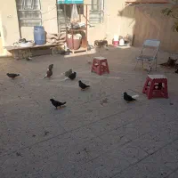 14تا باهم 12ملیون|پرنده|مهران (ایلام), |دیوار