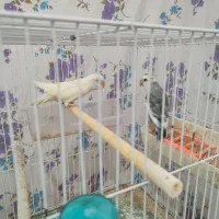 طوطی کوتوله|پرنده|شیروان (خراسان), |دیوار