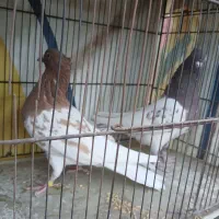 کفتر خاص برای کفتربازان خوش سلیقه|پرنده|یزد, |دیوار