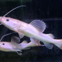 ردتیل آلبینو گلدن