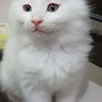 گربه