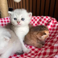 ۵ قلاده گربه اصیل اسکاتیش