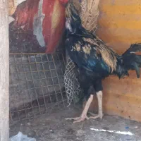 خروس لاری اصیل  فوری فروشی.1یکساله|حیوانات مزرعه|تهران, مظاهری|دیوار