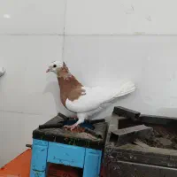 کبوتر طوقی نر