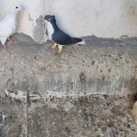 پرنده پلاس کاکل میخ