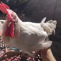 خروس