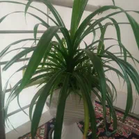 گل عنکبوتی بزرگ وسالم