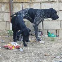 سگ نژاد آلمان