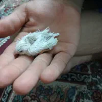 فنچ|پرنده|خمینیشهر, |دیوار