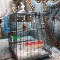 سهره قناری|پرنده|تهران, تهرانپارس جنوبی|دیوار