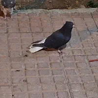 فروش کبوتر|پرنده|یاسوج, |دیوار